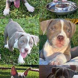 American Bully Puppies from King Bane's Bullies