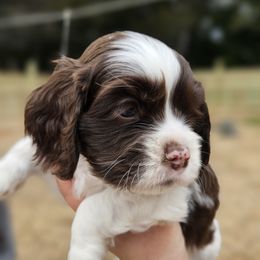 Cocker Spaniel Puppies from Susanna's Cockers