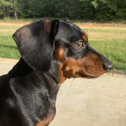 Luna - Dachshund