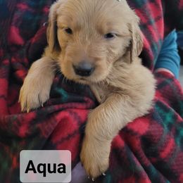 Golden Retriever Puppies from Catherine's Goldens