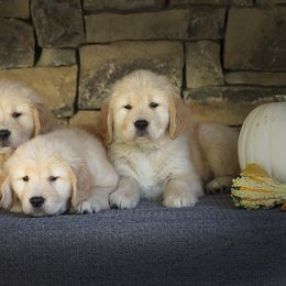 Golden Retriever Puppies from DoubleTake Goldens