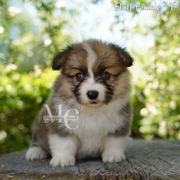 Farrah - Red female Pembroke Welsh Corgi puppy in Straughn, Alabama from Magnolia Creek Corgis