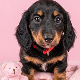 MoonShadow - Black and tan female Dachshund puppy in Austin, Texas from Glorious Minis