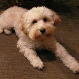 Bernedoodle, Goldendoodle, and Labradoodle Puppies from Apple Creek Doodles