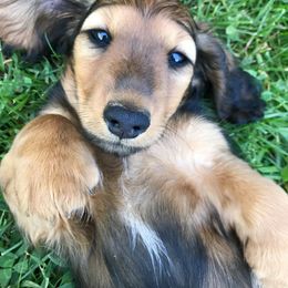 Dachshund Puppies from Hidden Haven Dachshunds