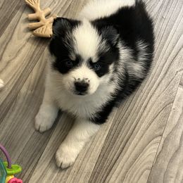 Pomsky Puppies from Lunar Pomskies