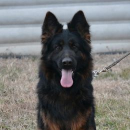 Darja - German Shepherd