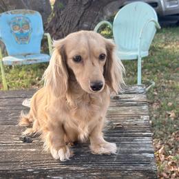 Everly - Dachshund