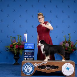 Fullertons Highfalutin Hercules - Black tri male Miniature American Shepherd puppy in Noble, Oklahoma from Roserock Aussies