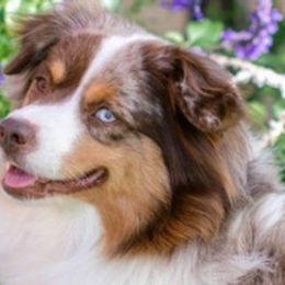 Miniature American Shepherds, Miniature Australian Shepherds, and Toy Australian Shepherds from Bluebonnet Miniature American Shepherds