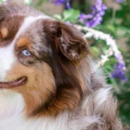 Miniature American Shepherds, Miniature Australian Shepherds, and Toy Australian Shepherds from Bluebonnet Miniature American Shepherds