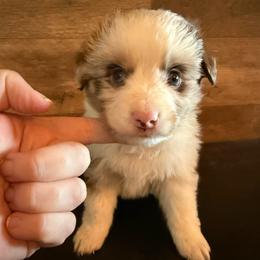 Riot - Red merle male Miniature Australian Shepherd puppy in Gatesville, Texas from Southern Promise Aussie’s