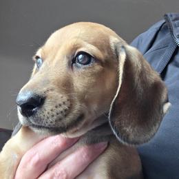 Maevis's cream smooth boy - Cream male Dachshund puppy in Declo, Idaho from Dozendachs