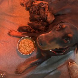 Girl 2 - Black and rust female Doberman Pinscher puppy in Elgin, Texas from New Horizons Kennels