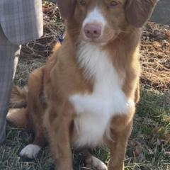 Mastiffs and Nova Scotia Duck Tolling Retrievers from Coopers Mastiffs & Duck Tollers