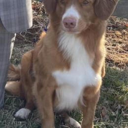 Mastiffs and Nova Scotia Duck Tolling Retrievers from Coopers Mastiffs & Duck Tollers