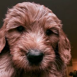 Louie - Red  male Goldendoodle puppy in The Woodlands, Texas from Hula & Oliver Co.
