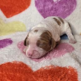 Mystic - Blenheim female Cavalier King Charles Spaniel puppy in Charity, Missouri from Missouri. Cavaliers