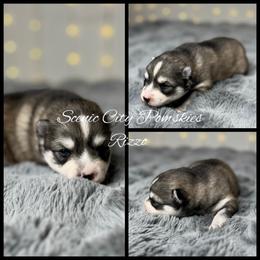 Rizzo - Silver and white female Pomsky puppy in Rossville, Georgia from Scenic City Pomskies