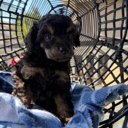 Howie - Brown male Poodle puppy in Lathrop, California from Stellar Poodles