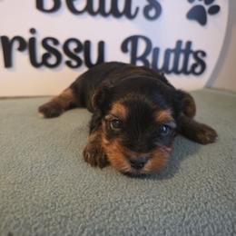 Carter - Black and gold male Yorkshire Terrier puppy in Clermont, Florida from Bella's Prissy Butts