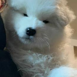 Samoyed Puppies from Velvet Sky Samoyeds (Puppies Due 3/26/22) Accepting applications now