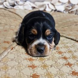 Daisy - Blue tan and white female Beagle puppy in Bunch, Oklahoma from Julie’s Jewels Puppies