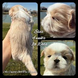 Elvis - Cream and white male Shih Tzu puppy in Maize, Kansas from Air Capital Shih Tzu Puppies