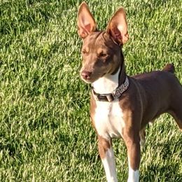Dachshunds and Rat Terriers from Twin Hickory Ranch