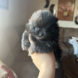 Bluey - Black male Pomeranian puppy in Albuquerque, New Mexico from Abq Poms