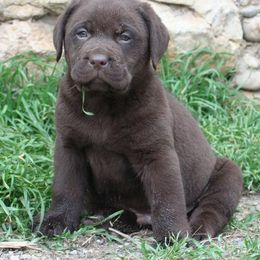 Labrador Retriever Puppies from Belquest Labradors
