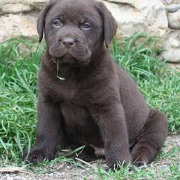 Labrador Retriever Puppies from Belquest Labradors