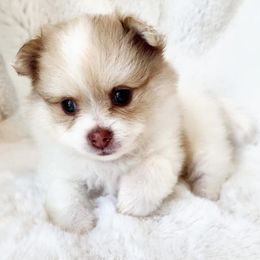 Trixie - Cream parti female Pomeranian puppy in Cleveland, Tennessee from Deborah's Darlings
