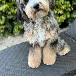 Sweet Pea - Bernedoodle