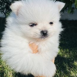 Boy 2 - White male Pomeranian puppy in Haines City, Florida from My Baby Poms