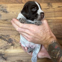 Collide - Brown and gray male Wirehaired Pointing Griffon puppy in Norwood, Colorado from DOGS COUNTRY GRIFFS