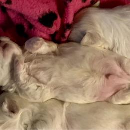 Tiggers - White male Maltese puppy in Houston, Texas from The Royal Furbabies