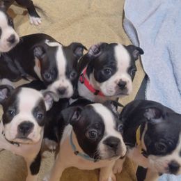 Boston Terrier Puppies from Boston's Boston Terriers AKC