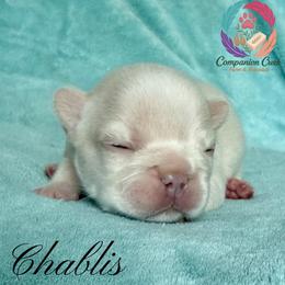 French Bulldog puppies from Companion Creek Farm