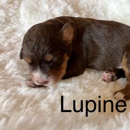Aussiedoodle Puppies from Sand Creek Ranch Aussiedoodles