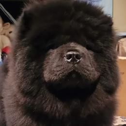 "15 weeks male " Chow Chow Puppies from Kew Chows