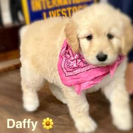 Aussiedoodle and Bernedoodle Puppies from Little Hawcreek Doodles