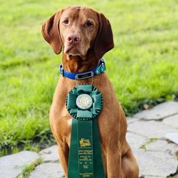 Vizsla All Grown Up from Coast Range Vizslas