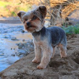 Chewbacca - Yorkshire Terrier