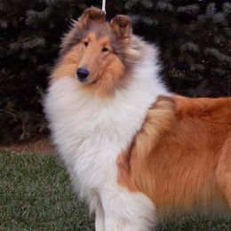 Collies from Pleasant Acre Collies