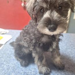 Camden - Salt and pepper male Miniature Schnauzer puppy in Warrenville, South Carolina from All Paws Pet Resort