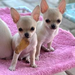 Fawn Smooth Coat - Fawn male Chihuahua puppy in Cape Coral, Florida from Inspired Chihuahuas