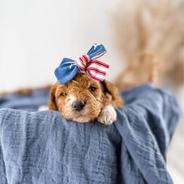 It's The Little Things- Fresh Flowers - Red  female Goldendoodle puppy in Russell Springs, Kentucky from Milk & Honey Doodles