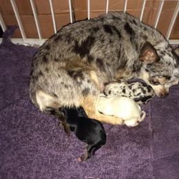 Chihuahua Puppies from Chilove Chihuahuas