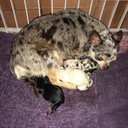 Chihuahua Puppies from Chilove Chihuahuas